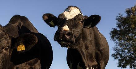 agribusiness-cows-in-field