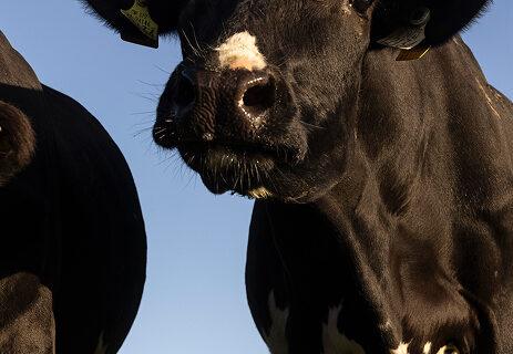 cow-looking-into-camera-on-sunny-day