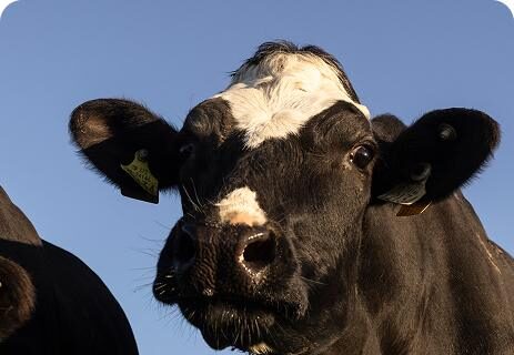 cow-looking-into-camera-on-sunny-day cow-looking-into-camera-on-sunny-day