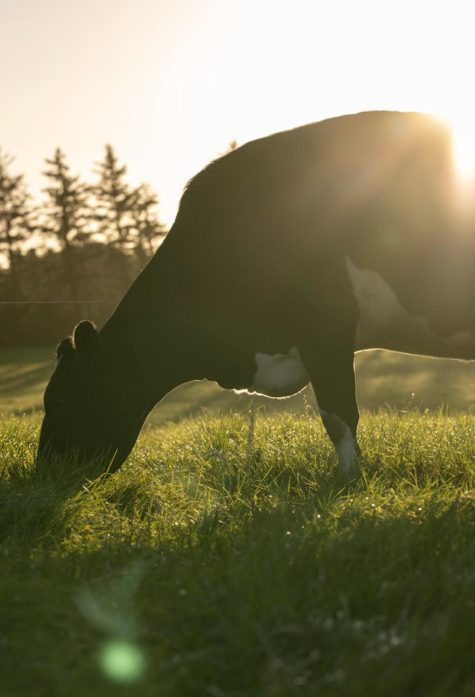 cow-eating-grass-in-field-with-soft-sunlight-and-grass-fed-from-bord-bia-logo-overlay cow-eating-grass-in-field-with-soft-sunlight-and-grass-fed-from-bord-bia-logo-overlay