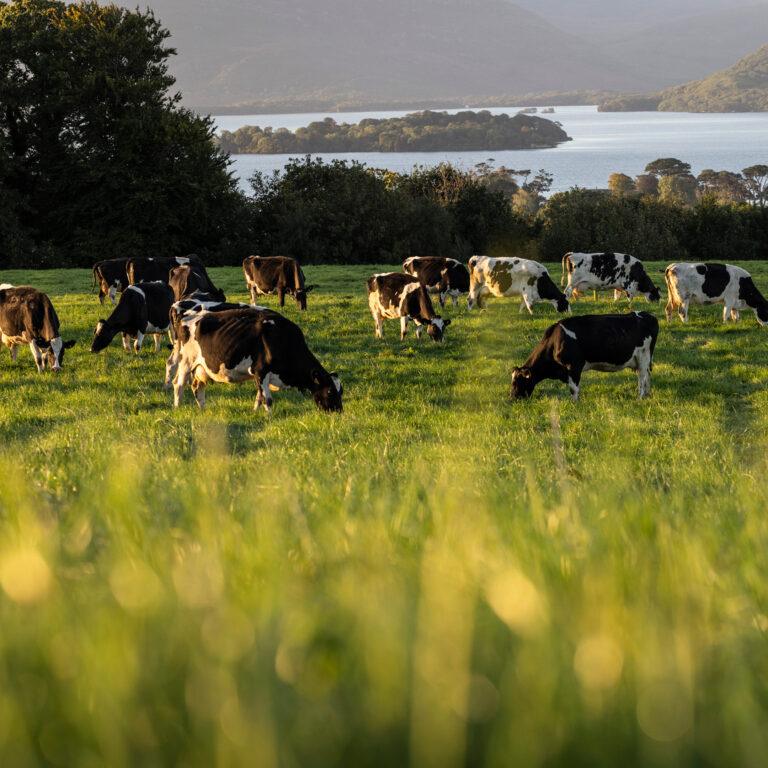 field-with-cows field-with-cows