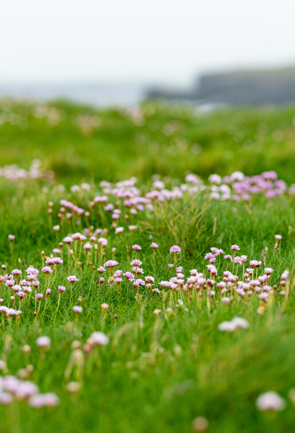 Thrift flowers blossoming on Kilkee Cliffs, situated at the Loop Head Peninsula, remote and wild stretch of stunning coastline, Wild Atlantic Way Discovery Point, county Clare, Ireland. Thrift flowers blossoming on Kilkee Cliffs, situated at the Loop Head Peninsula, remote and wild stretch of stunning coastline, Wild Atlantic Way Discovery Point, county Clare, Ireland.