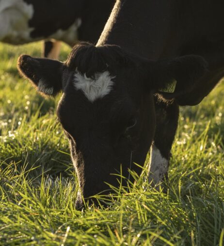 Bord Bia Origin Green Certified and Grass-Fed Verified
