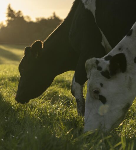 Animal Health & Welfare