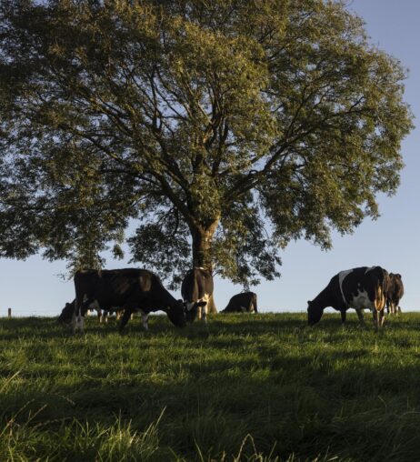 Stage 5 verification on the Sustainable Dairy Partnership (SDP) platform