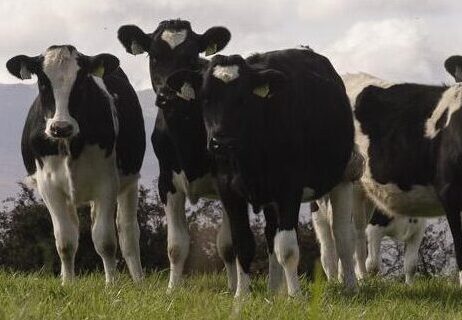  Sustainable Dairy Assurance Scheme (SDAS)